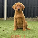 Labrador Retriever