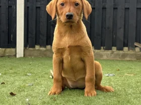 Labrador Retriever