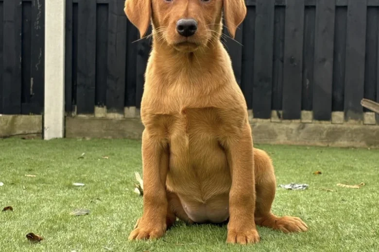 Labrador Retriever