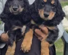 Cocker Spaniel (Show)