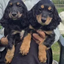 Cocker Spaniel (Show)