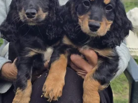 Cocker Spaniel (Show)