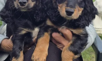Cocker Spaniel (Show)