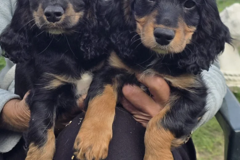 Cocker Spaniel (Show)