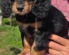 Cocker Spaniel (Show)