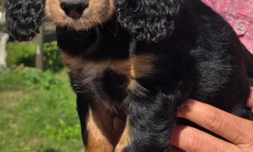 Cocker Spaniel (Show)