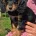 Cocker Spaniel (Show)