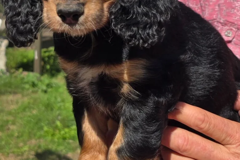 Cocker Spaniel (Show)