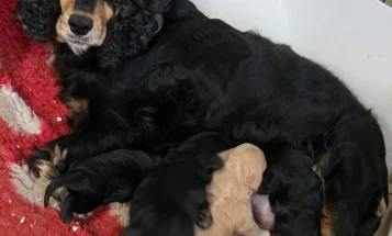 Cocker Spaniel (Show)