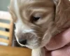 Cocker Spaniel (Show)