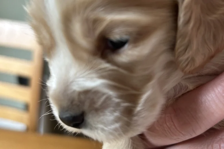 Cocker Spaniel (Show)