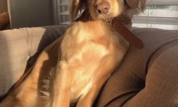 Cocker Spaniel (Show)