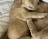 Cocker Spaniel (Show)