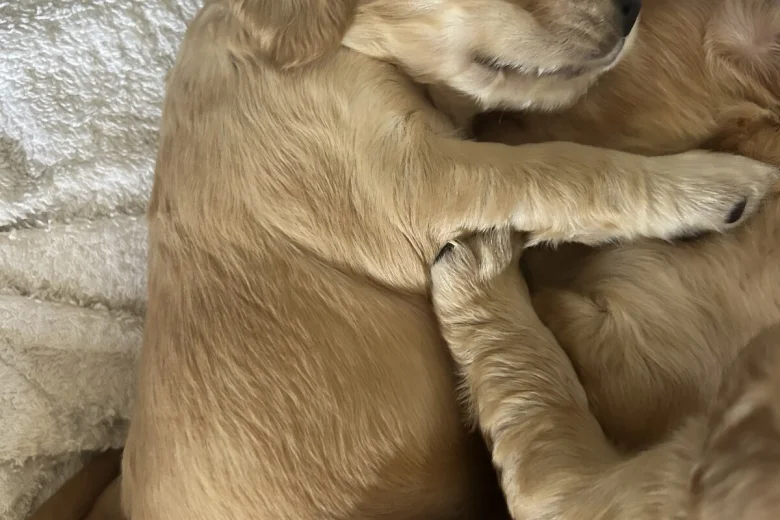 Cocker Spaniel (Show)