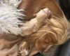 Cocker Spaniel (Show)