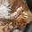 Cocker Spaniel (Show)