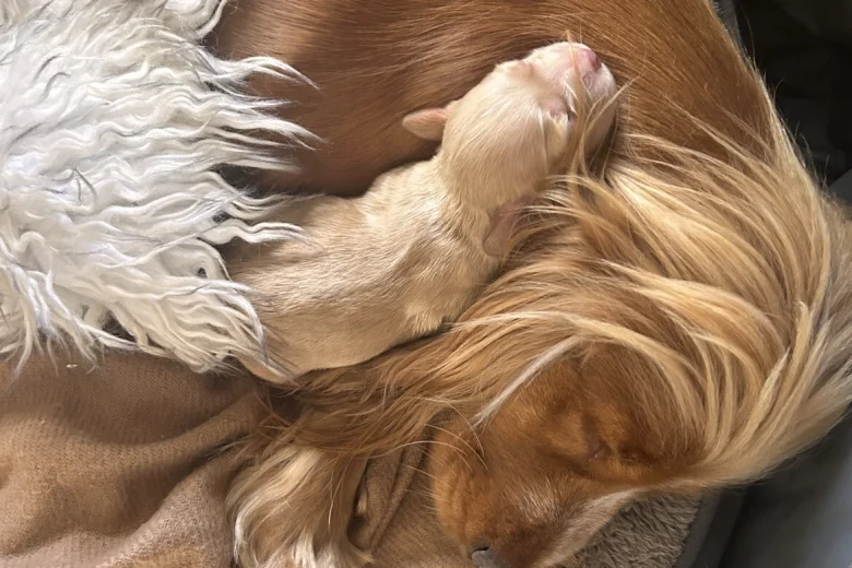 Cocker Spaniel (Show)
