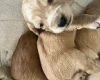 Cocker Spaniel (Show)
