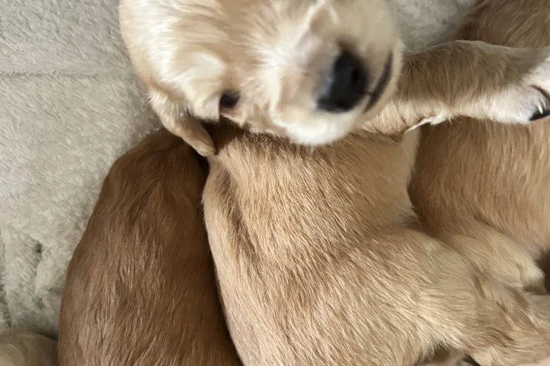 Cocker Spaniel (Show)