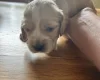 Cocker Spaniel (Show)