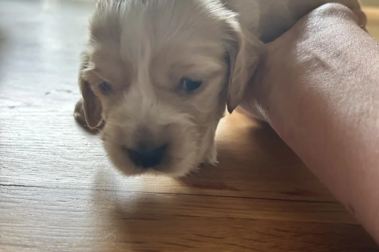 Cocker Spaniel (Show)
