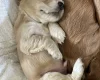 Cocker Spaniel (Show)