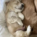 Cocker Spaniel (Show)