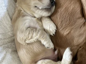 Cocker Spaniel (Show)