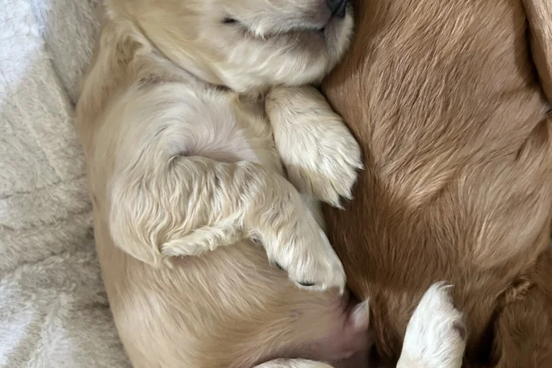 Cocker Spaniel (Show)