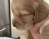 Cocker Spaniel (Show)