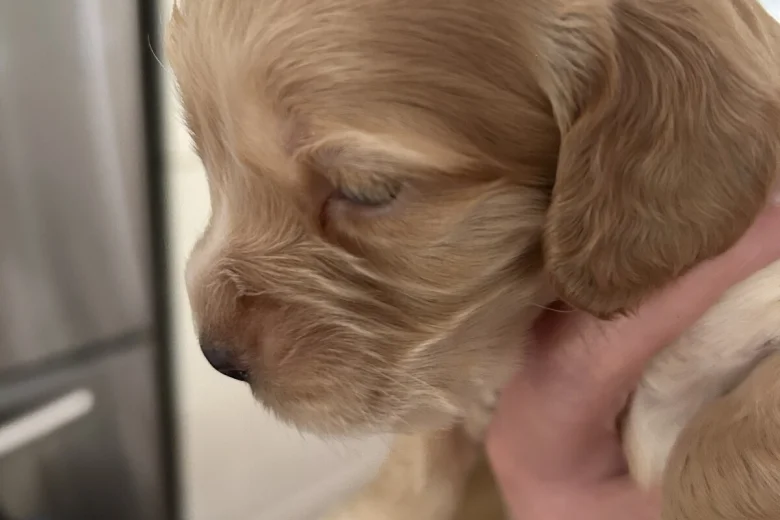 Cocker Spaniel (Show)