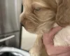 Cocker Spaniel (Show)