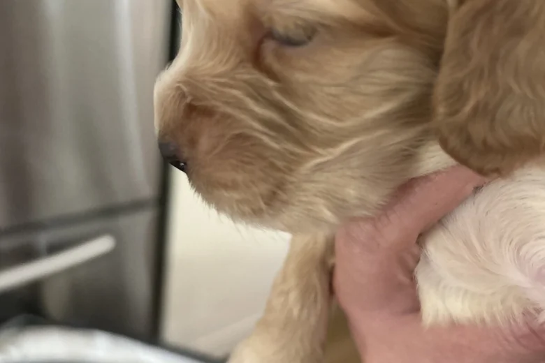 Cocker Spaniel (Show)