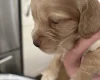 Cocker Spaniel (Show)