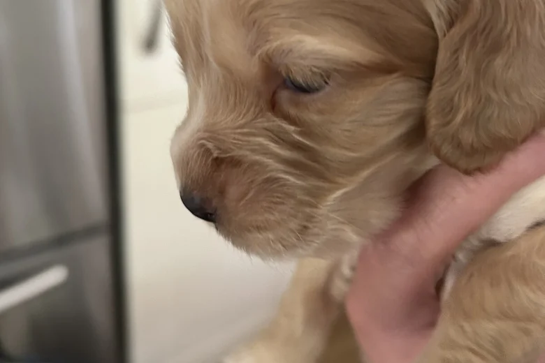 Cocker Spaniel (Show)