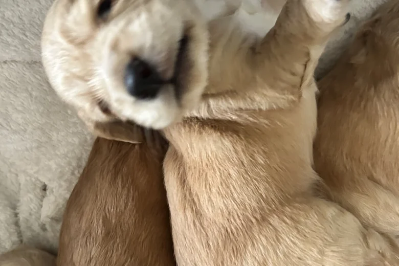 Cocker Spaniel (Show)