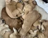 Cocker Spaniel (Show)