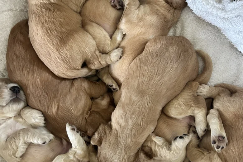 Cocker Spaniel (Show)