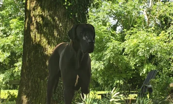 Great Dane