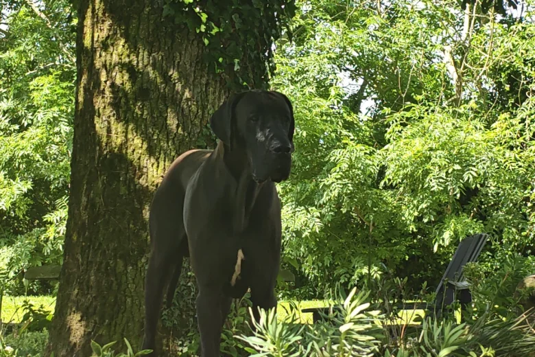 Great Dane