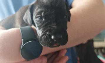 Great Dane