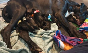 Great Dane