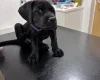 Great Dane