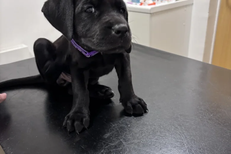 Great Dane