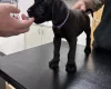 Great Dane
