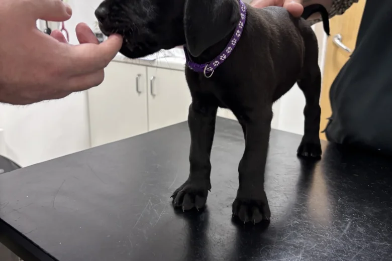 Great Dane