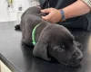 Great Dane