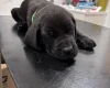 Great Dane