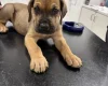 Great Dane
