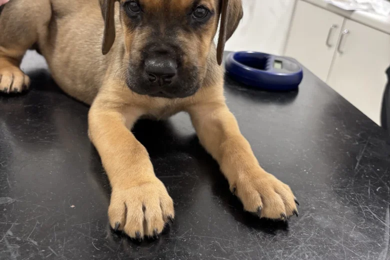 Great Dane